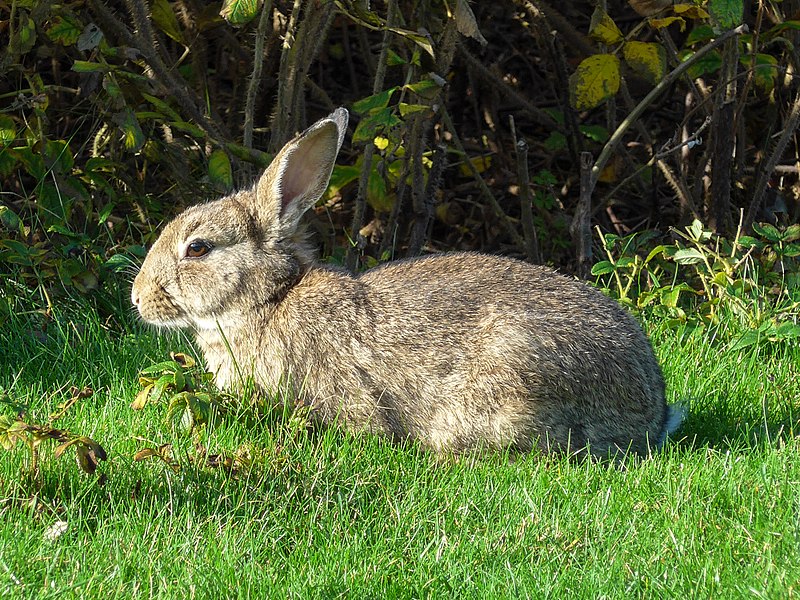 Konijnen knagen aan gevangenis