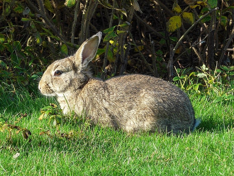 Konijnen knagen aan gevangenis