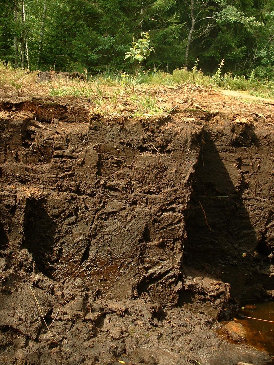 Wiki Commons - Jeffdelonge