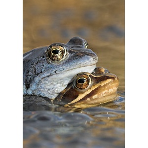 Paartje heikikkers in tussen de eiklompen; Pair (amplex) of moor frogs between frog spawn