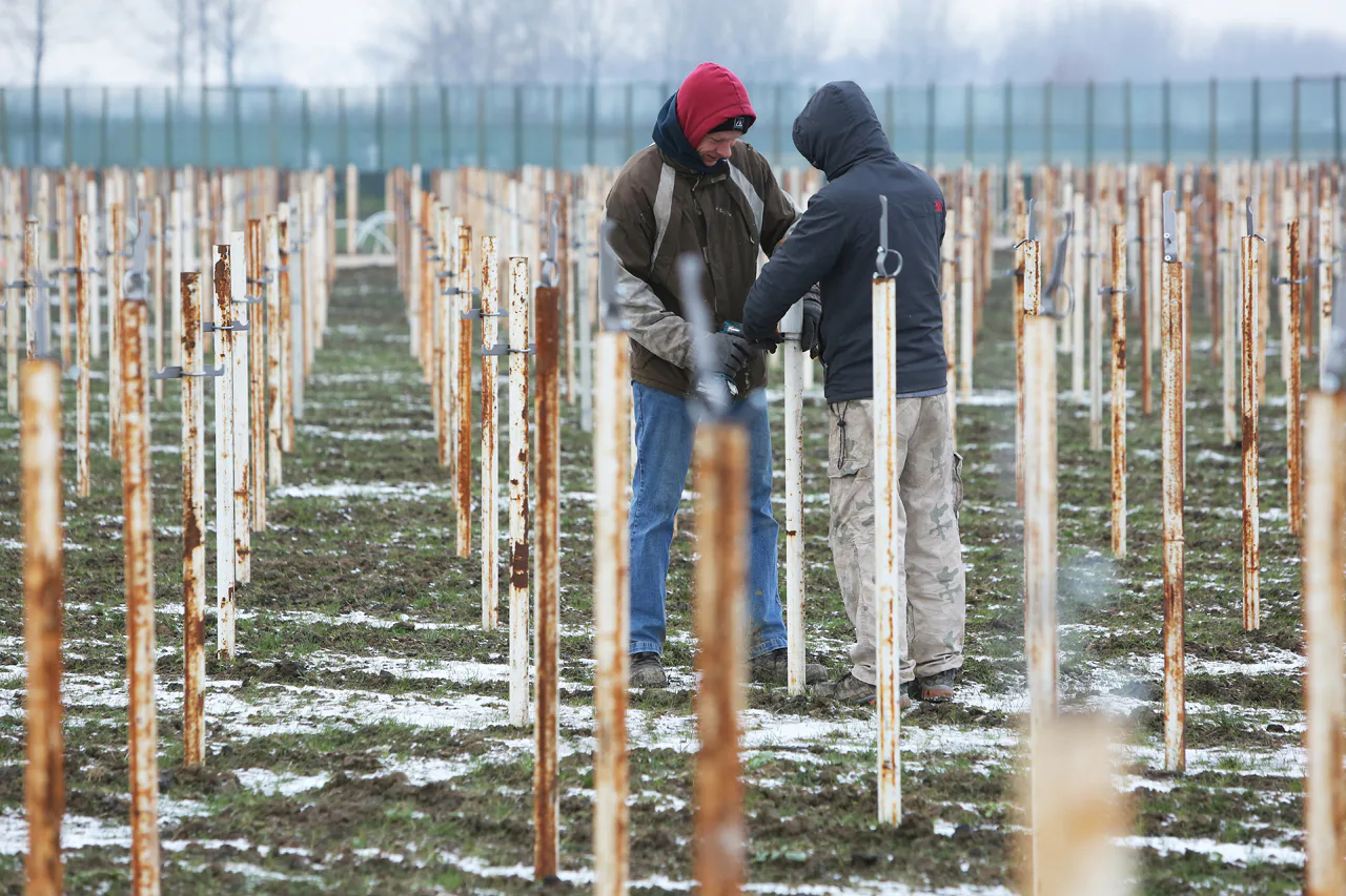 Nu vorst, straks aardbeien