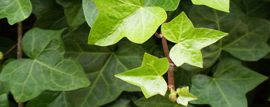 Sannicolasdeugarte Wikimedia Commons