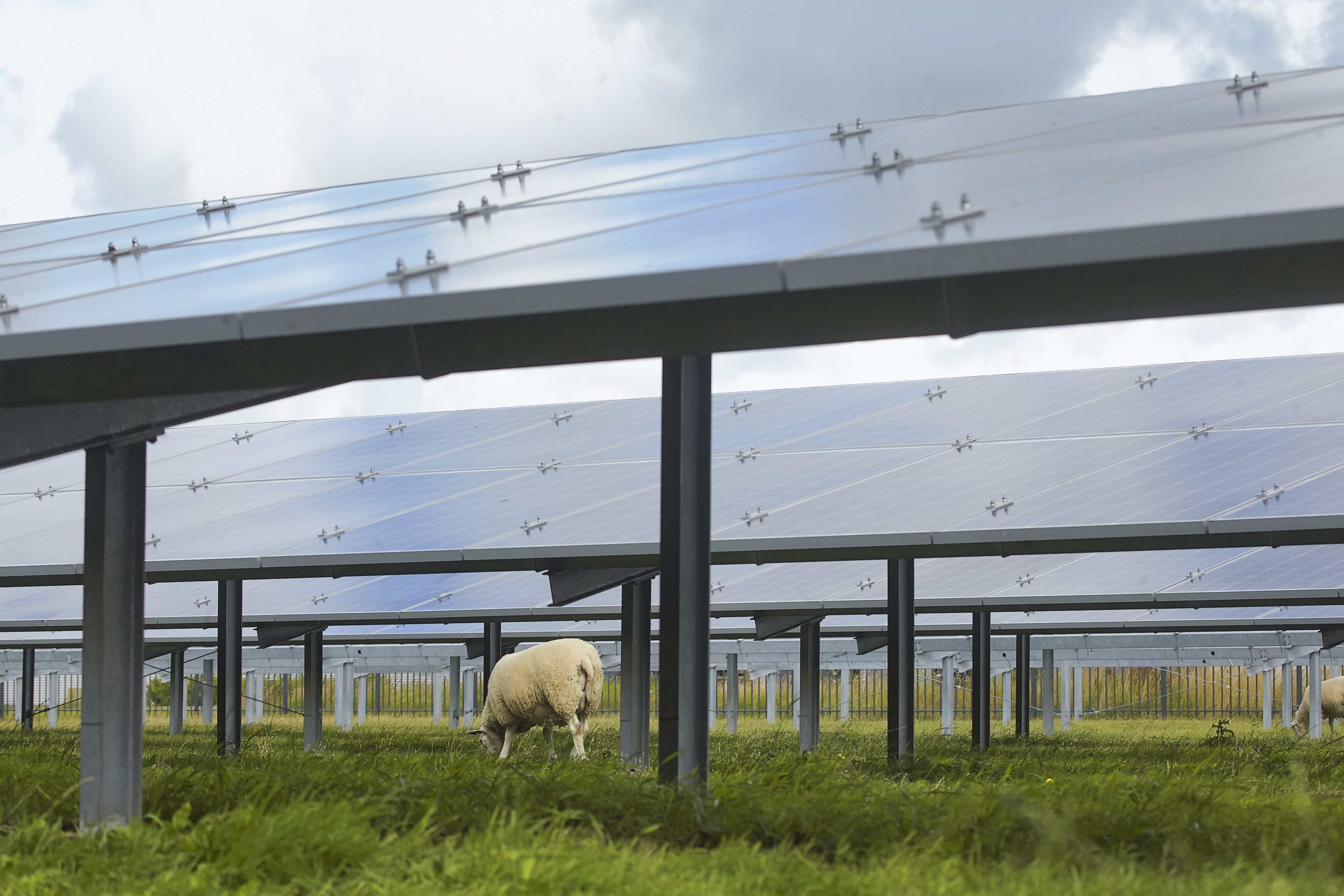 Nederland Oudkarspel Zonneenergie op bedrijfsterrein bedrijf is failliet weiland met schapen dovenetel 29-7-2015 foto: Jaco Klamer