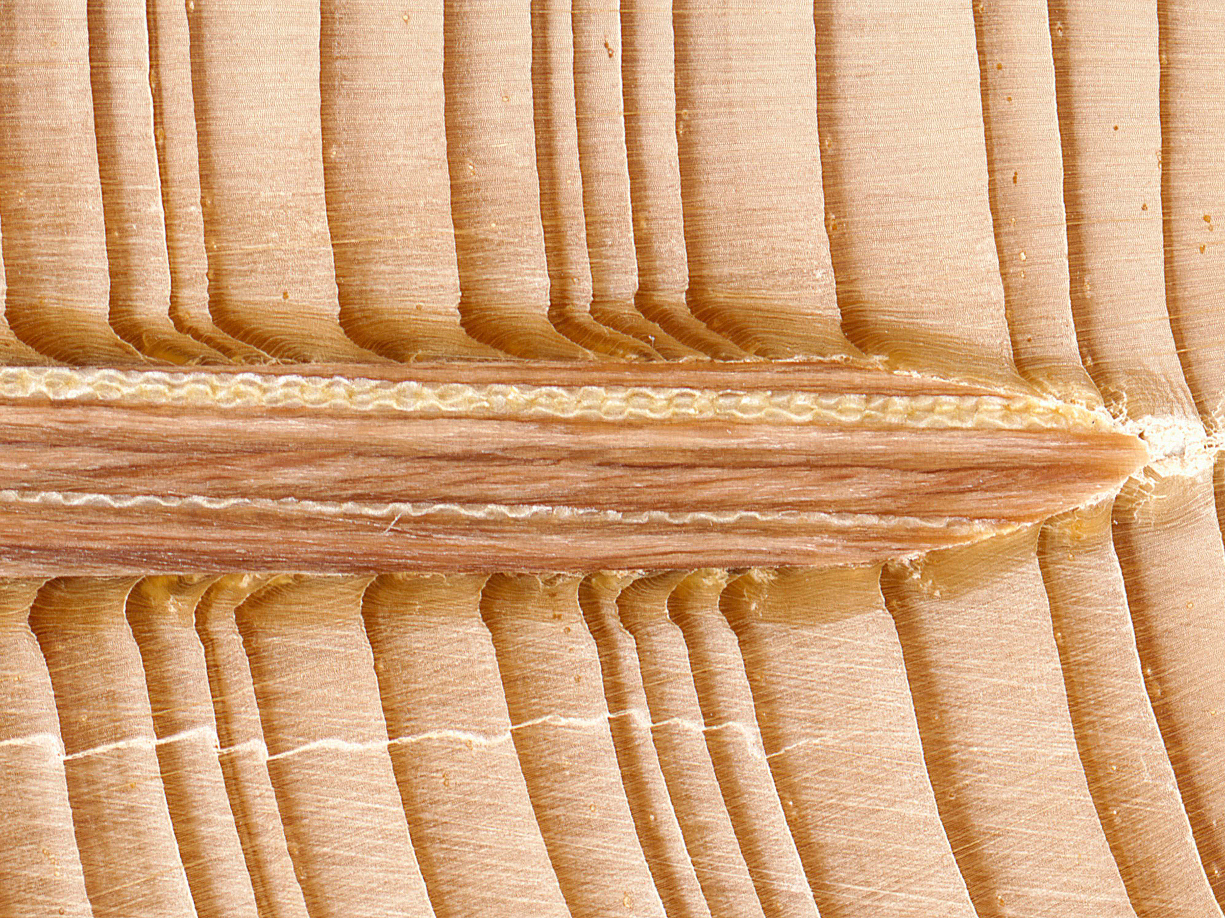 Bij het onder hoge snelheid inschieten van de lignoloc nagel versmelt die met het omringende houd. Foto: Beck.