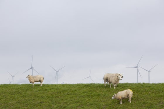 Bouw omstreden windpark gestart zonder bedreigde onderaannemer