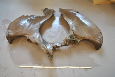 Mammoetbotten in Doesburg. Foto: Gemeente Doesburg