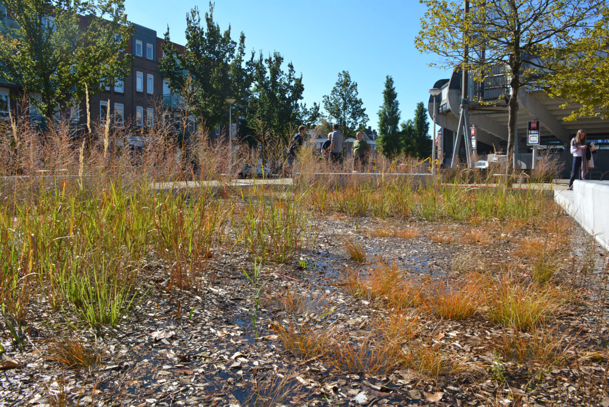 Bluebloqs Biofilter bij het-Sparta Stadion Rotterdam. Beeld: Field Factors
