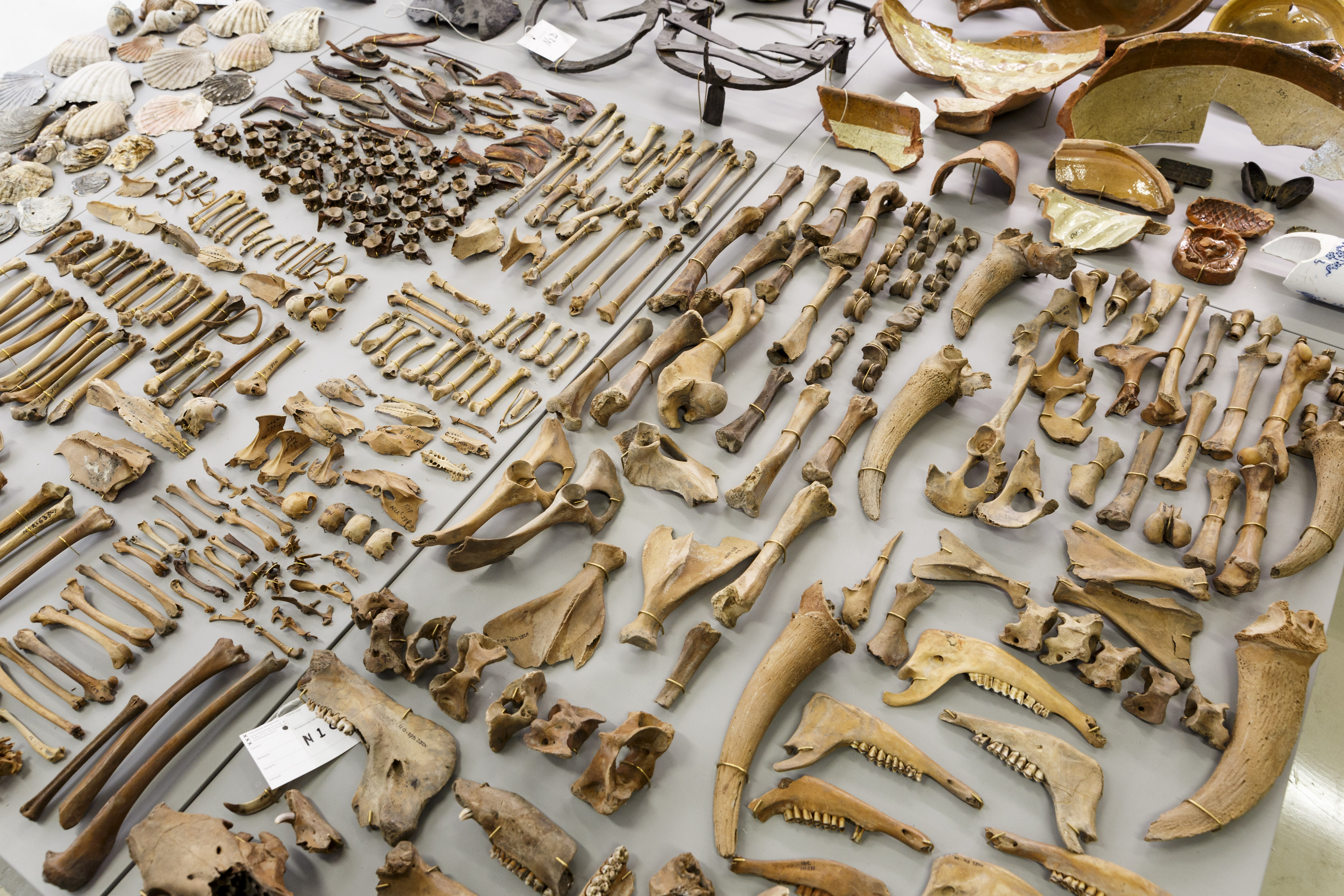 Vondsten bij de Noord-Zuidlijn Foto: Ge Dubbelman/Hollandse Hoogte.