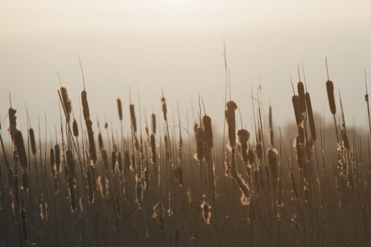 De Lisdodde staat sinds 2012 niet meer op de rode lijst van bedreigde plantensoorten.