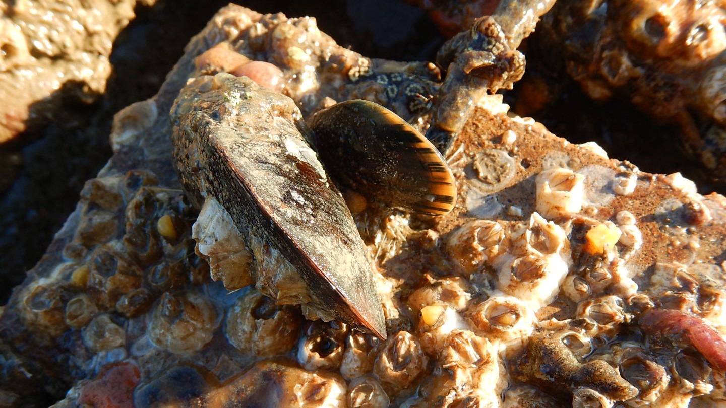 Een proefblok met schelpdieren.