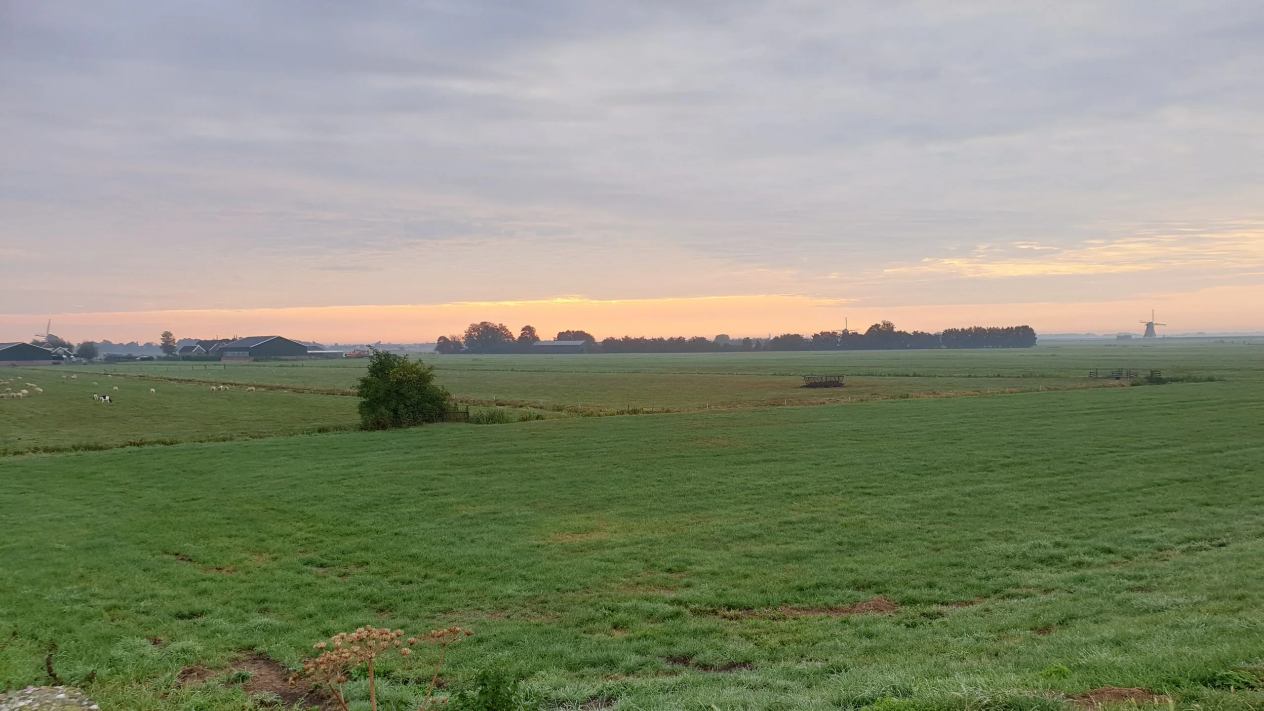 Weilanden in de Zuidplaspolder. Foto: Shutterstock
