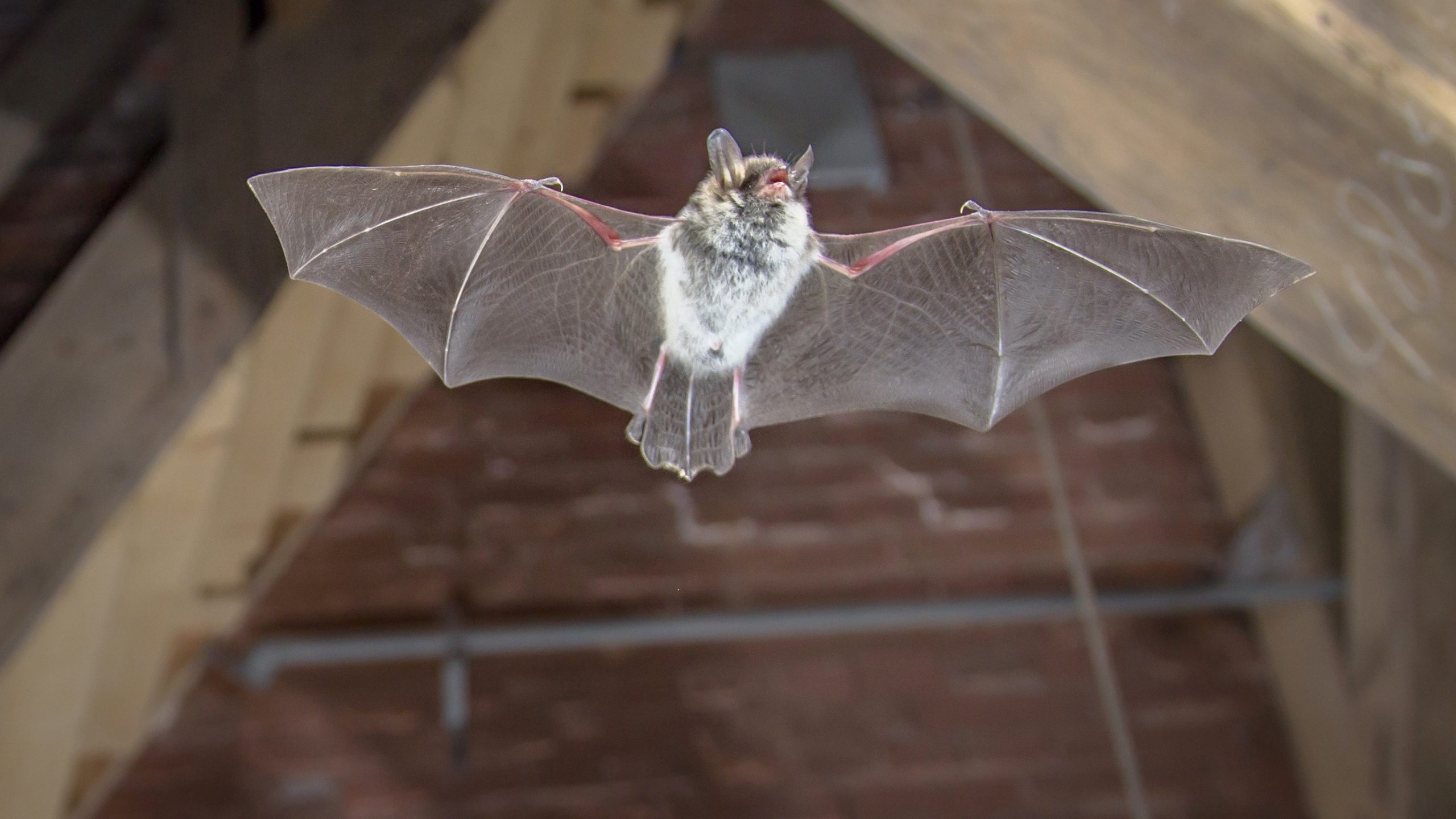 Het plaatsen van netkasten voor vleermuizen, vaak nodig bij renovatie- en verduurzamingsprojecten, is op zich niet duur. Wat het veel duurder maakt zijn de onderzoeken die eerst moeten worden uitgevoerd. Foto: Shutterstock