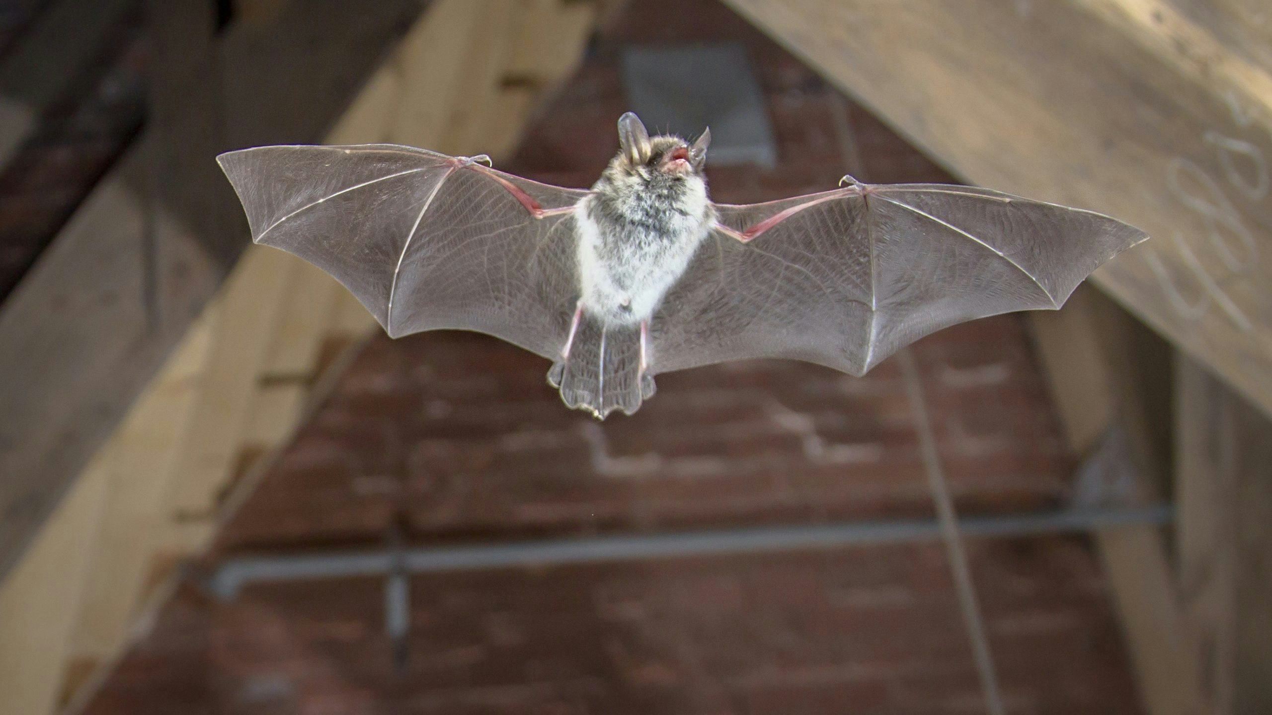 Het plaatsen van netkasten voor vleermuizen, vaak nodig bij renovatie- en verduurzamingsprojecten, is op zich niet duur. Wat het veel duurder maakt zijn de onderzoeken die eerst moeten worden uitgevoerd. Foto: Shutterstock