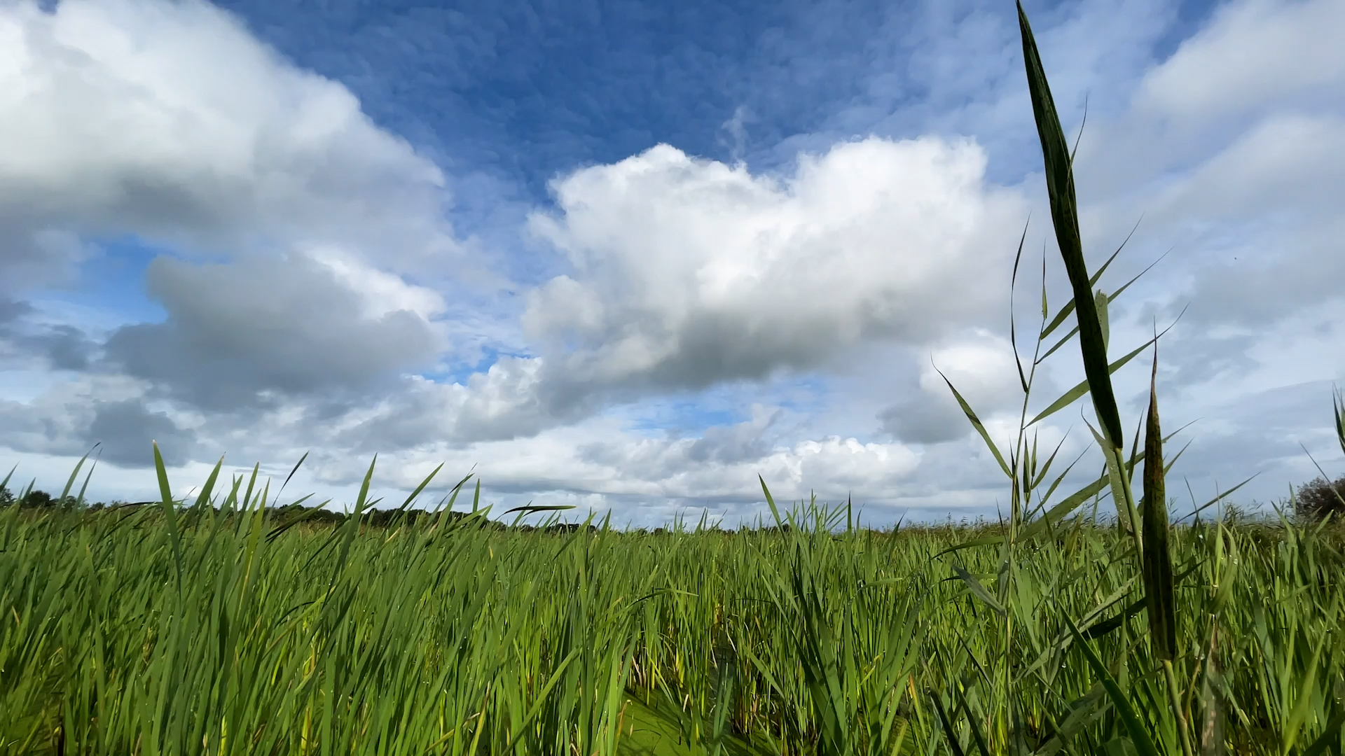 Boeren tonen steeds meer interesse in de verbouwing van bouwmaterialen. Beeld: Kalynda Haaf