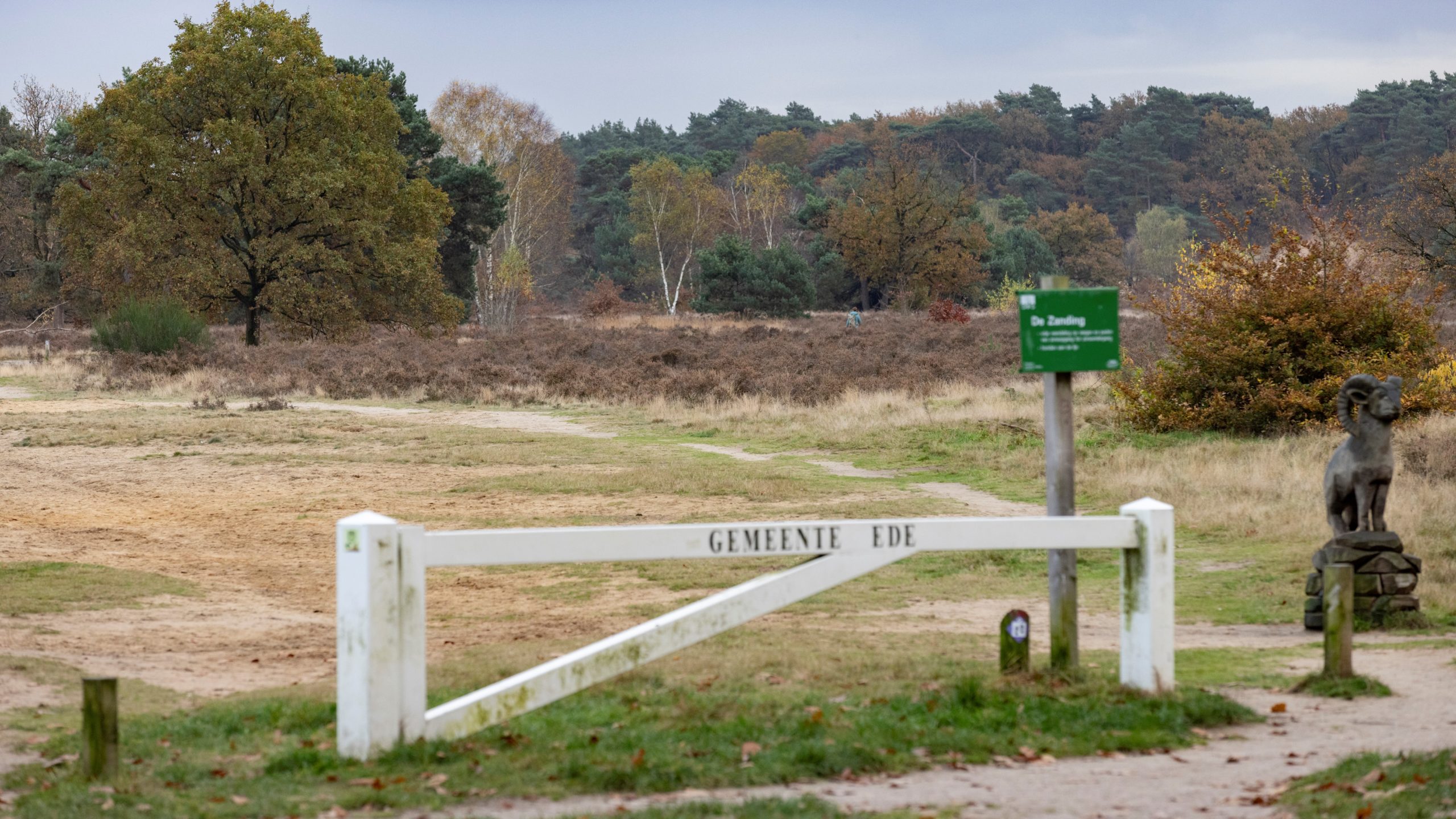 De Zanding, onderdeel van het stikstofgevoelige natuurgebied de Veluwe. Foto: Sjef Prins/APA