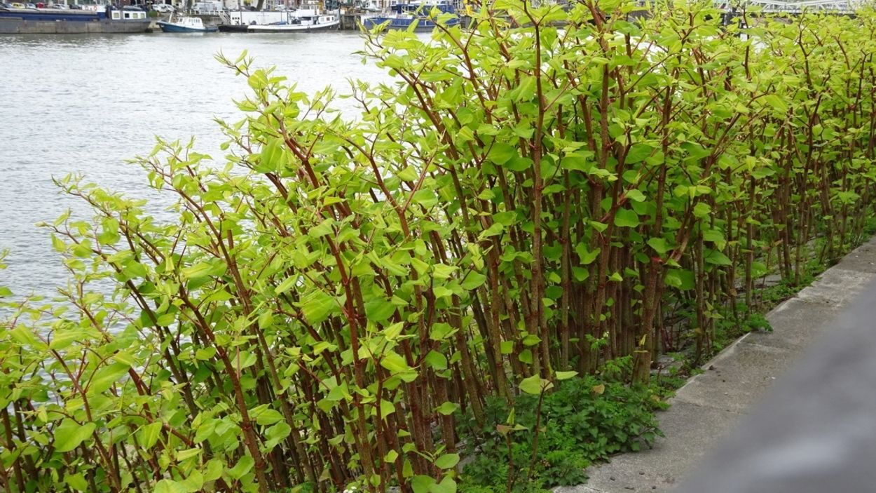 Duizendknoop tast funderingen aan en drukt leidingstraten kapot. Foto: HMVT.