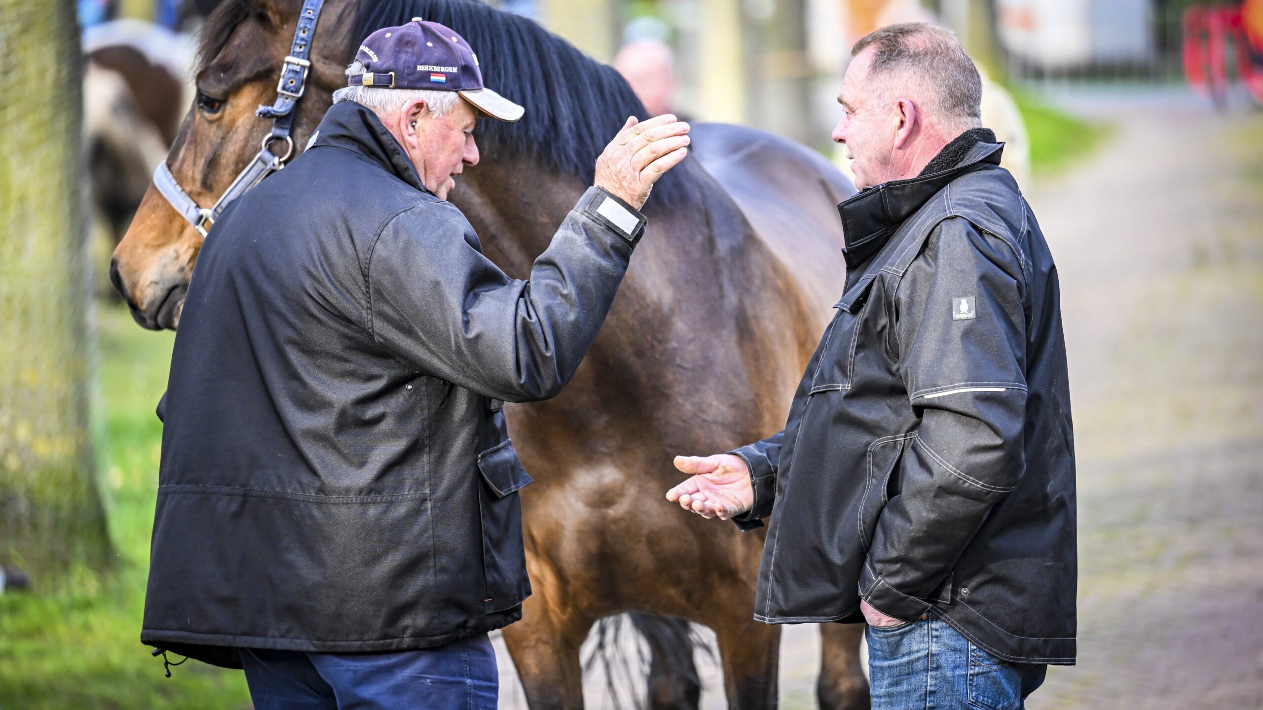 Zuidlaren: Kleintje Zuidlaardermarkt. Paarden en warenmarkt. ANP / HOLLANDSE HOOGTE / MARCEL JURIAN DE JONG