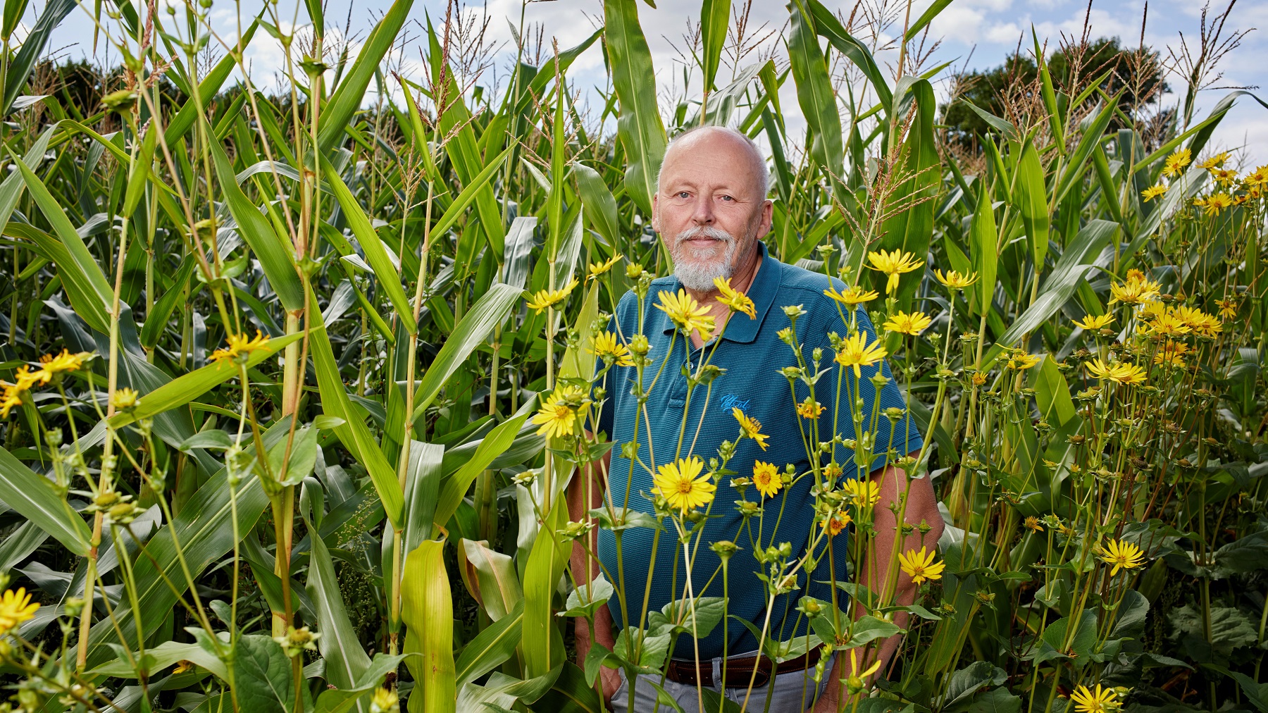 Deze boer ziet in zonnekroon een uitstekend isolatiemateriaal. Foto: Christiaan Krouwels 