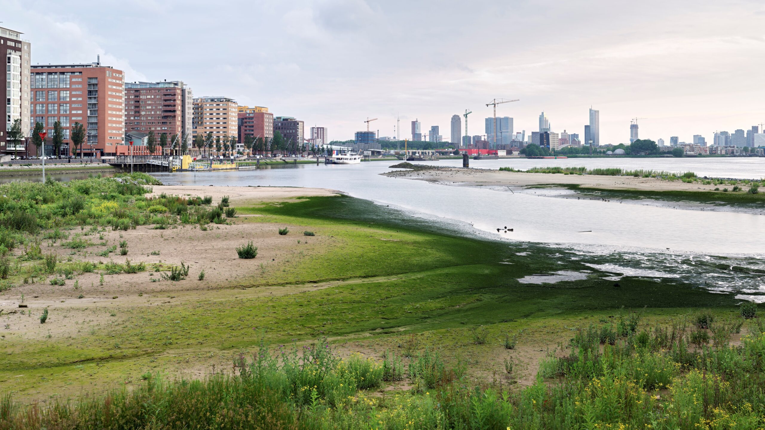 Getijdenpark Feyenoord, onderdeel van het programma NL2120. Foto: Walter Herfst / Stichting EcoShape