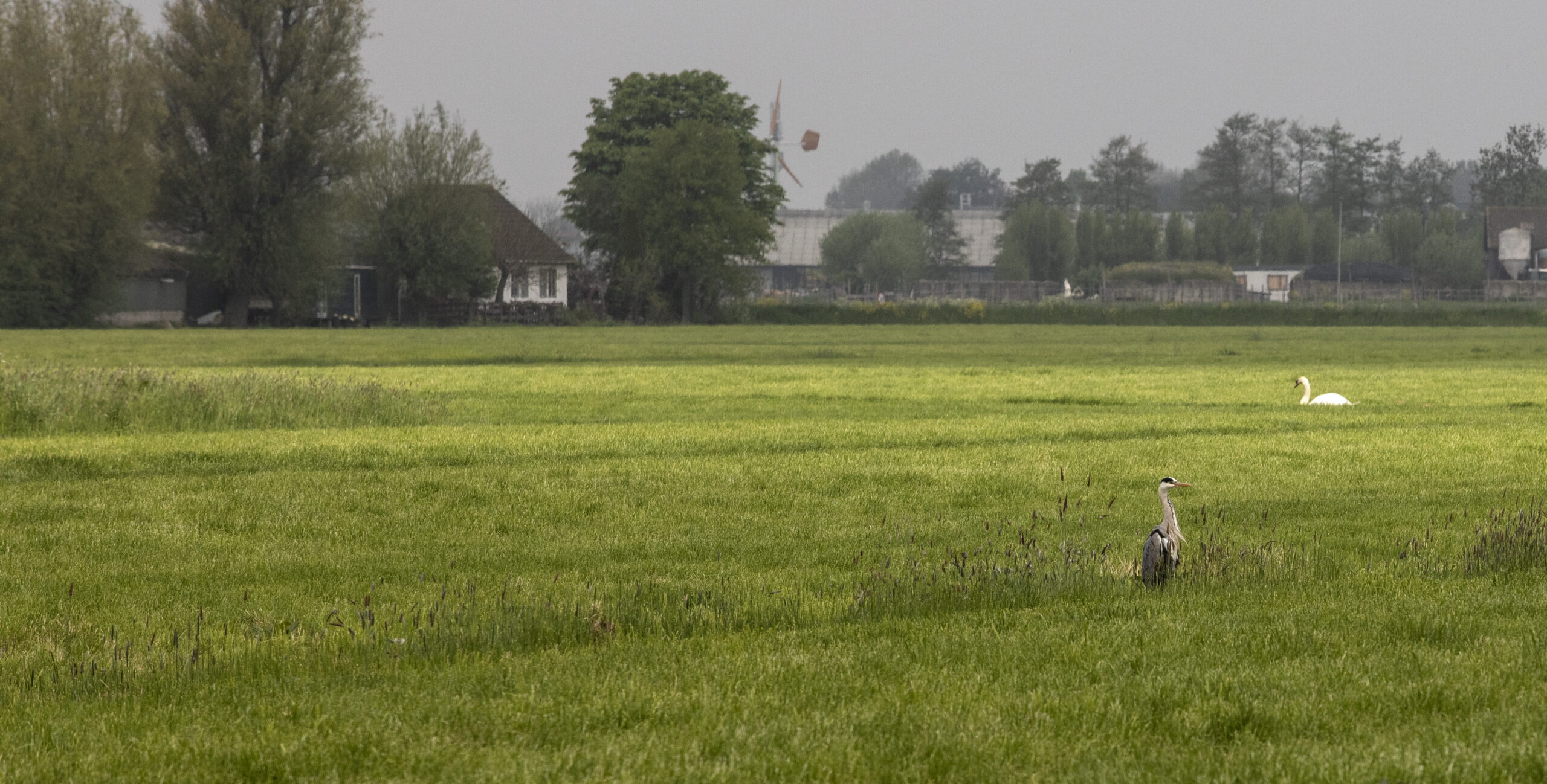 De Gnephoek ligt in het Groene Hart. Foto: Suzanne van de Kerk