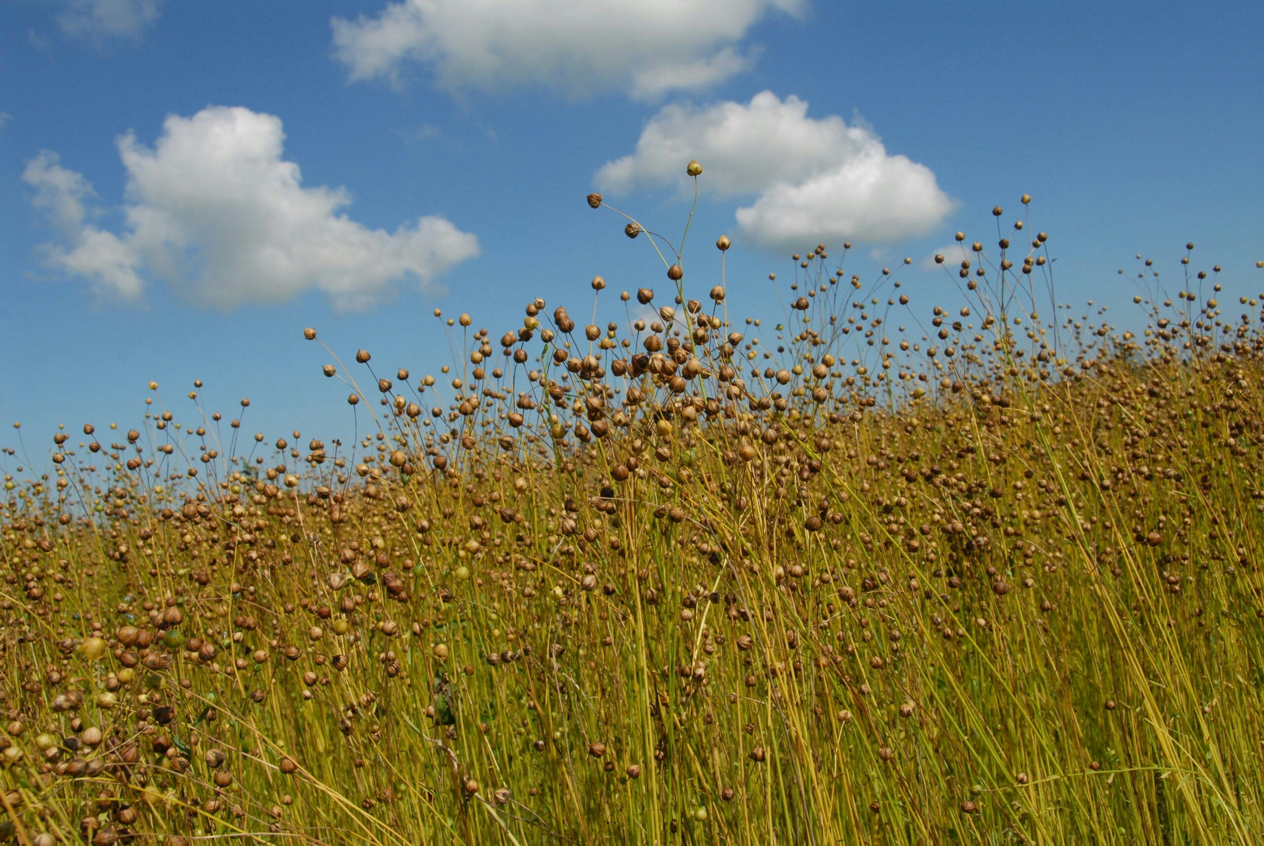 Biobased bouwen vormt oplossing voor bouwsector en boeren