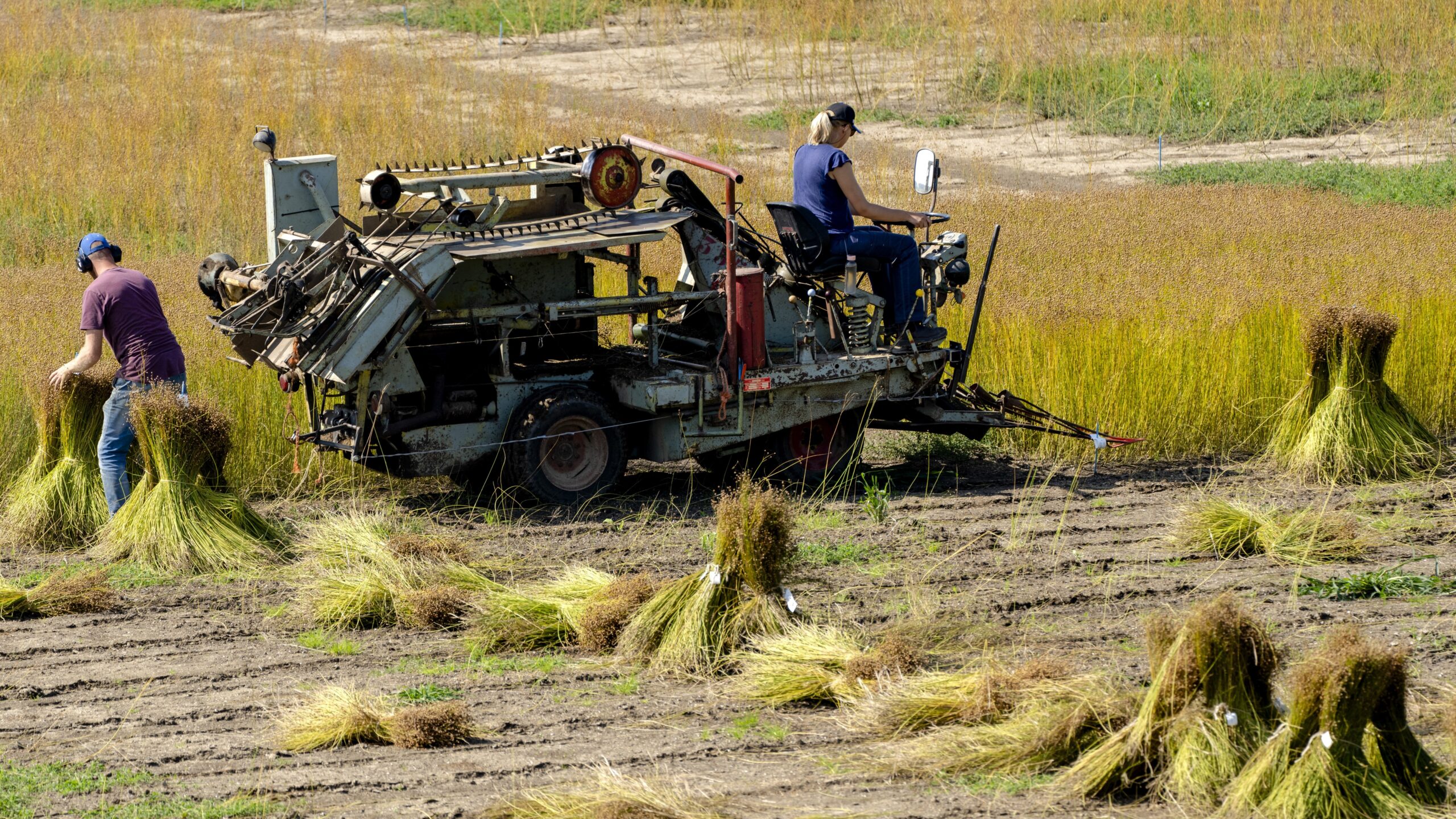 Vlasteelt in de Flevopolder. ANP / Hollandse Hoogte / Sander Koning