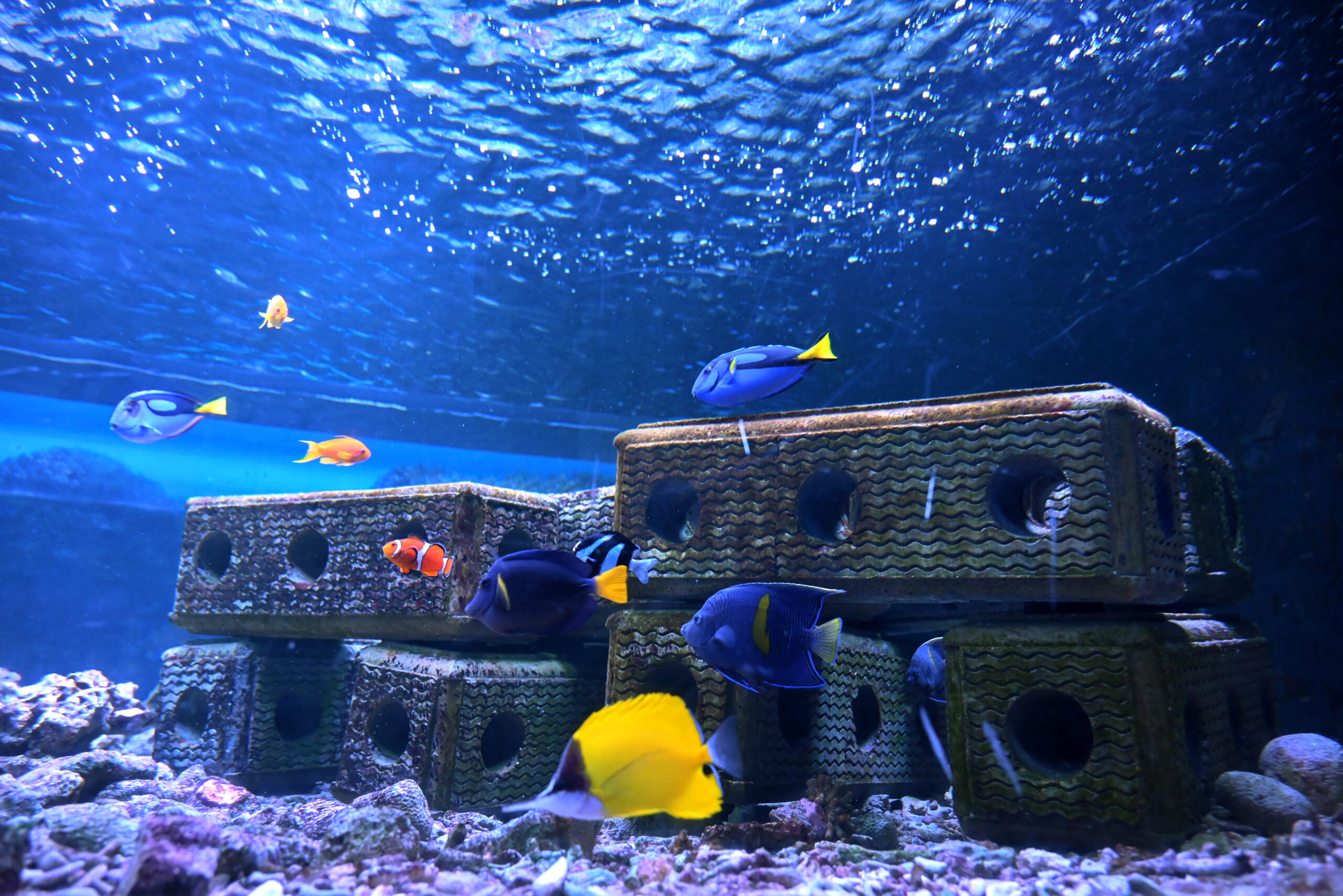 Een kunstmatig rif van start-up Reefy in het Oceanium van Blijdorp. Foto: Ries van Wendel de Joode. 