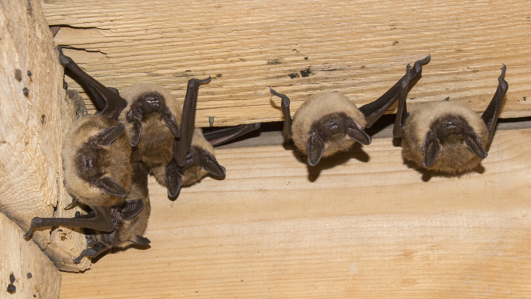 Foto: provincie Utrecht / Johann Prescher