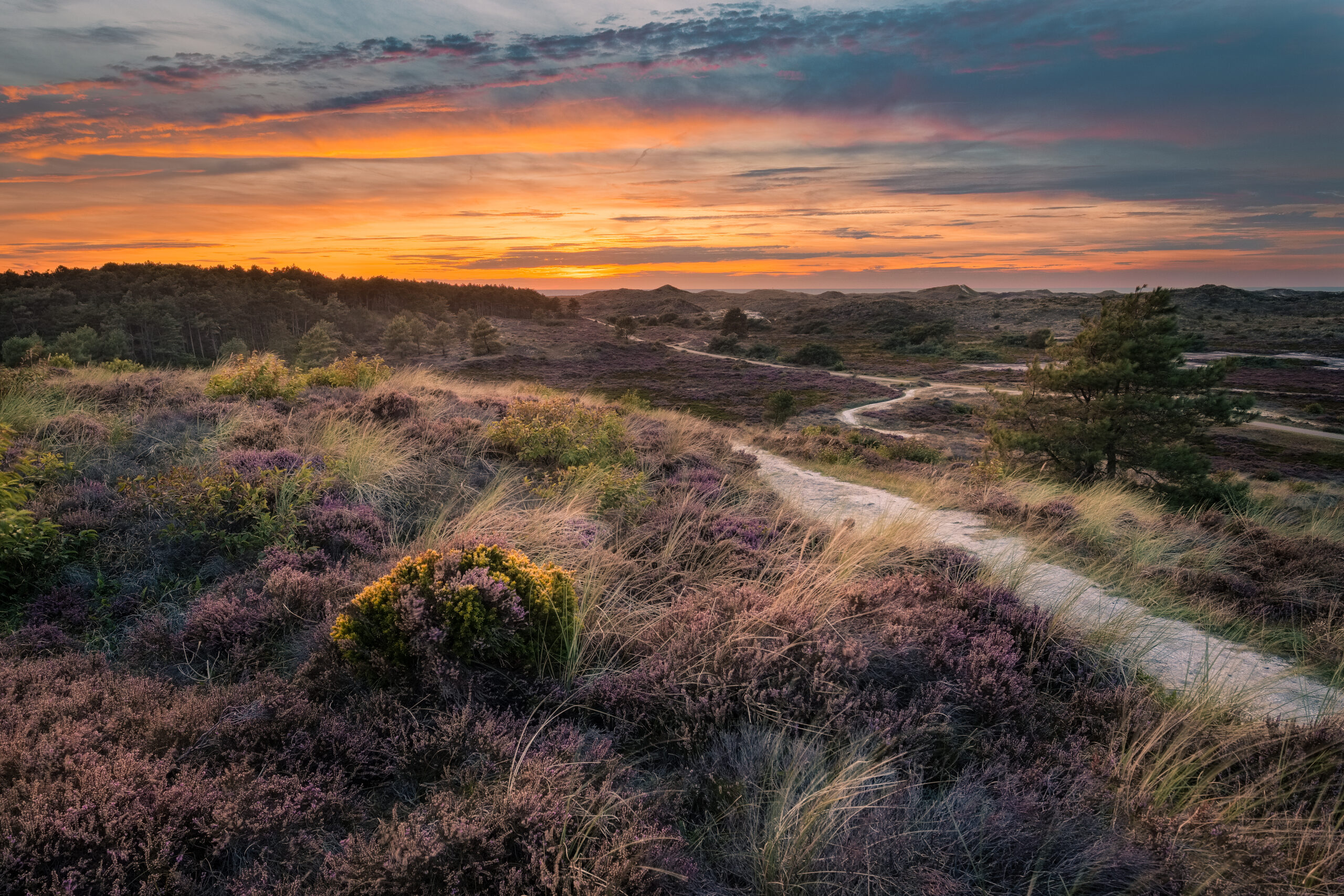 Natuurgebied in Schoorl. Bouwend Nederland bracht in kaart welke projecten in de buurt van beschermde natuurgebieden liggen. Foto: Dipo58/Shutterstock