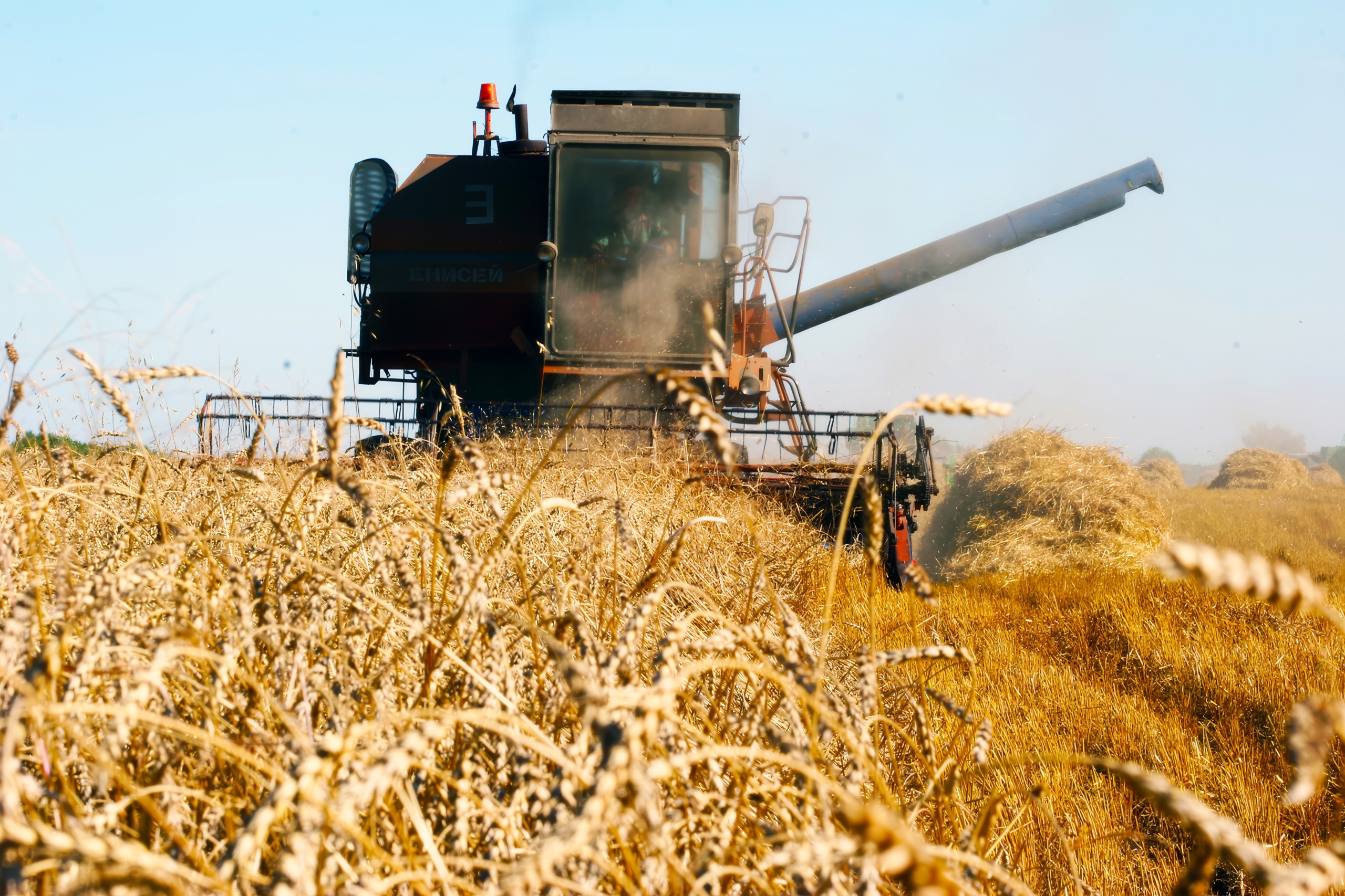 Oogst van tarwe. Foto: Shutterstock