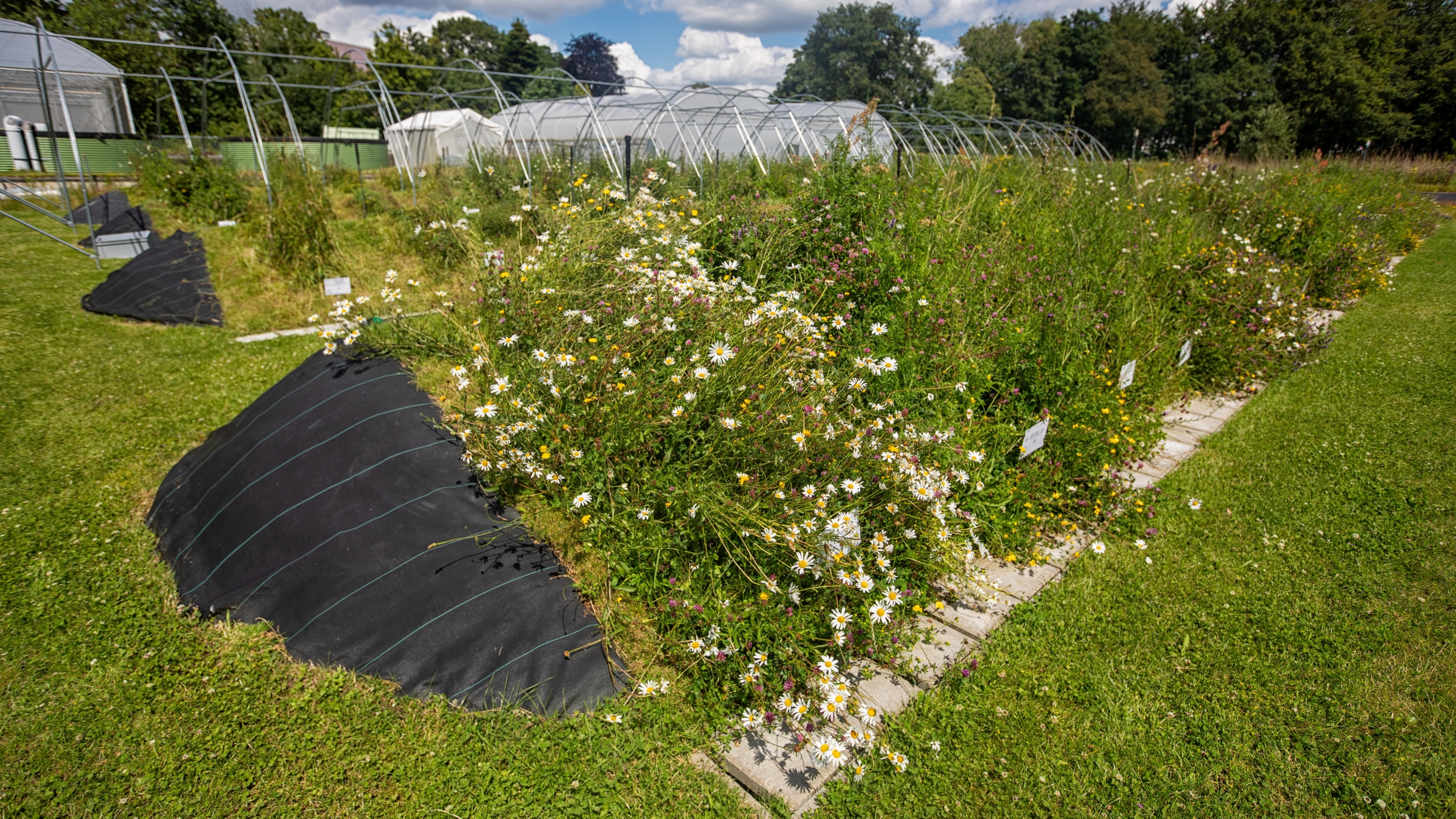Proefdijkjes op de campus van de Radboud Universiteit. Foto: Dick van Aalst 
