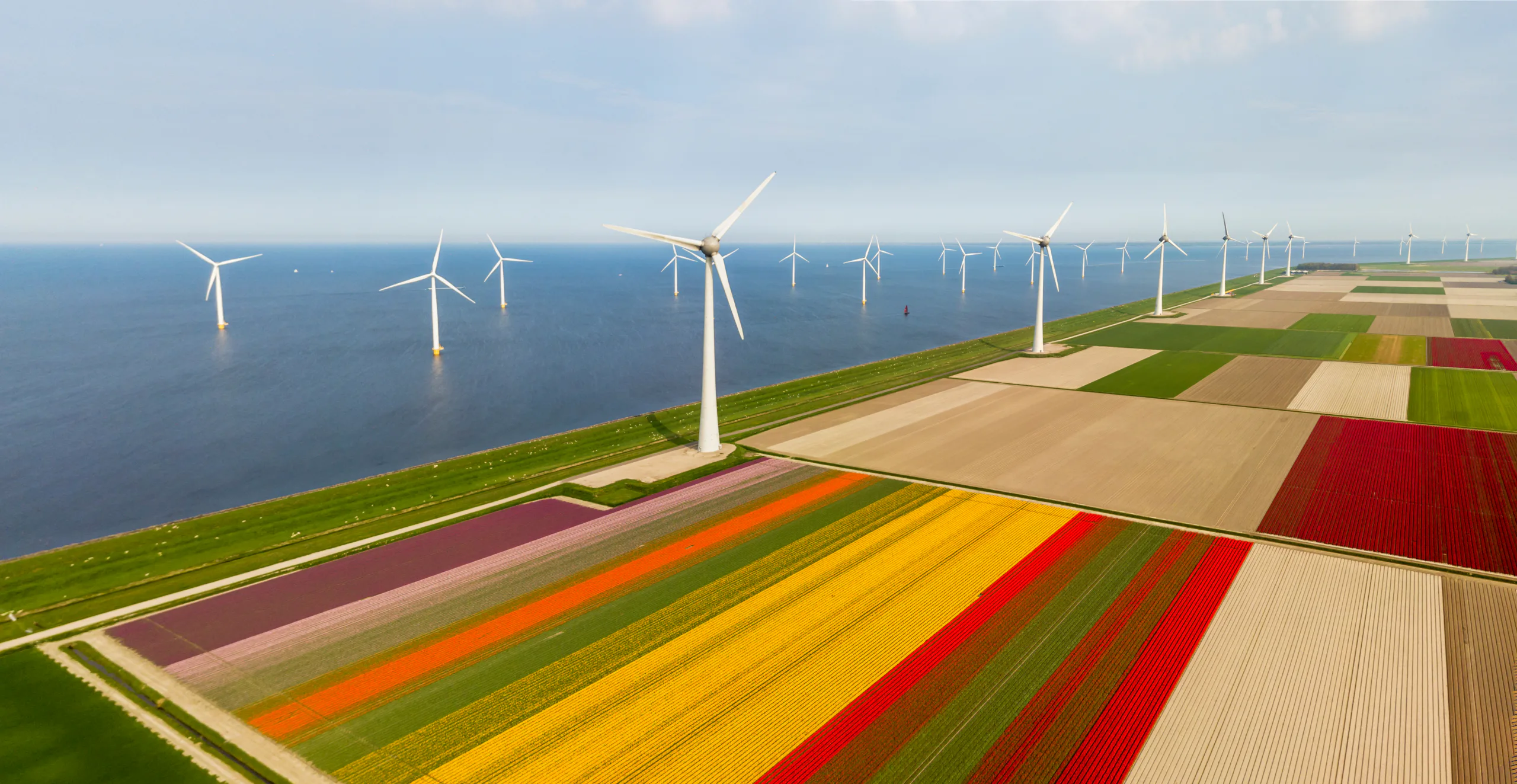 Bollenteelt in de gemeente Noordoostpolder. Foto: IURII BURIAK/Shutterstock