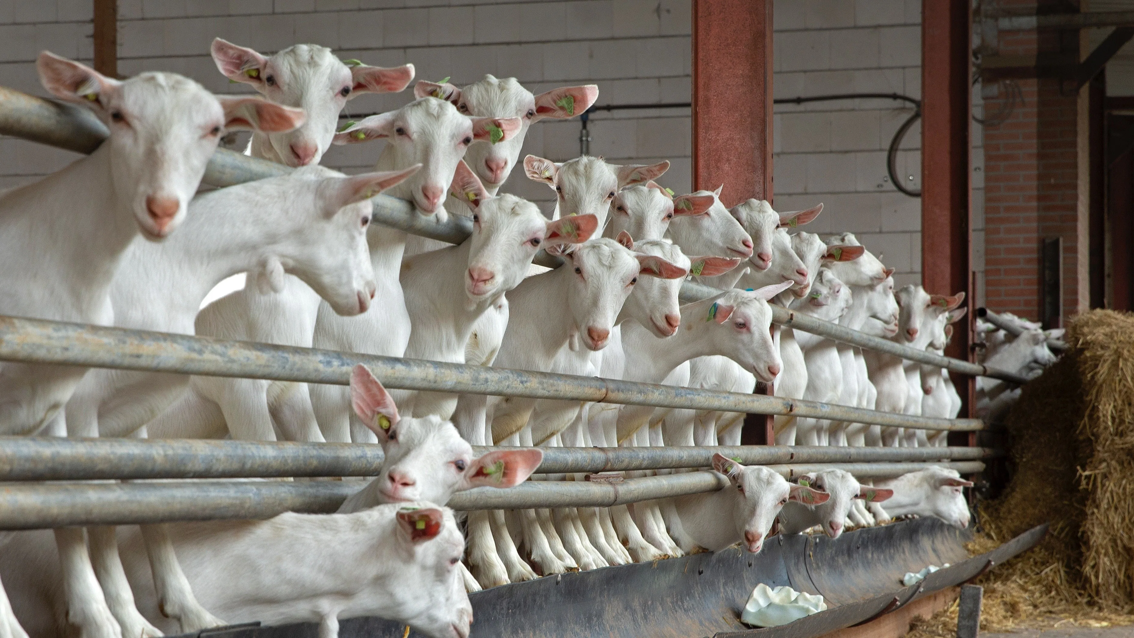 Omwonenden die binnen een straal van 500 meter van een geitenhouderij wonen hebben een verhoogde kans van 73 procent op een longontsteking. Foto: Shutterstock