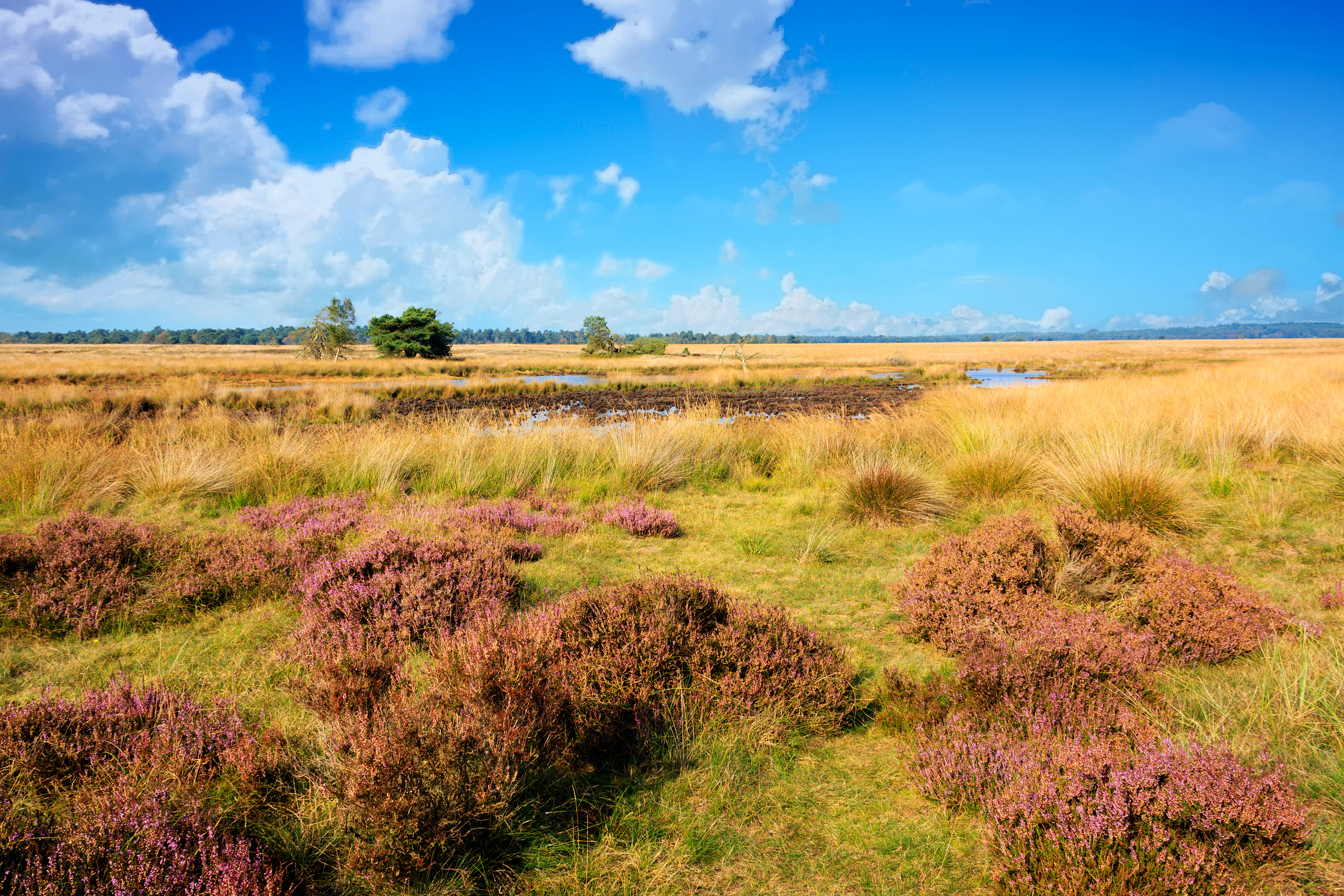 Mapei heeft een samenwerking met Nationaal Park De Hoge Veluwe, waarmee ze investeren in bosbescherming en herbebossing.